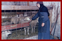 woman petting sheep